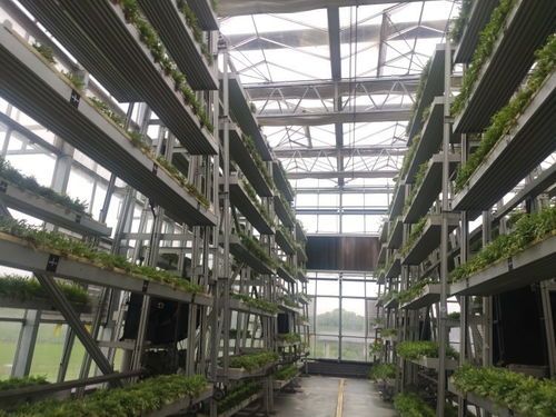 魚菜共生ai工廠 食用菌智慧化生產車間 看科技如何賦能農業生產